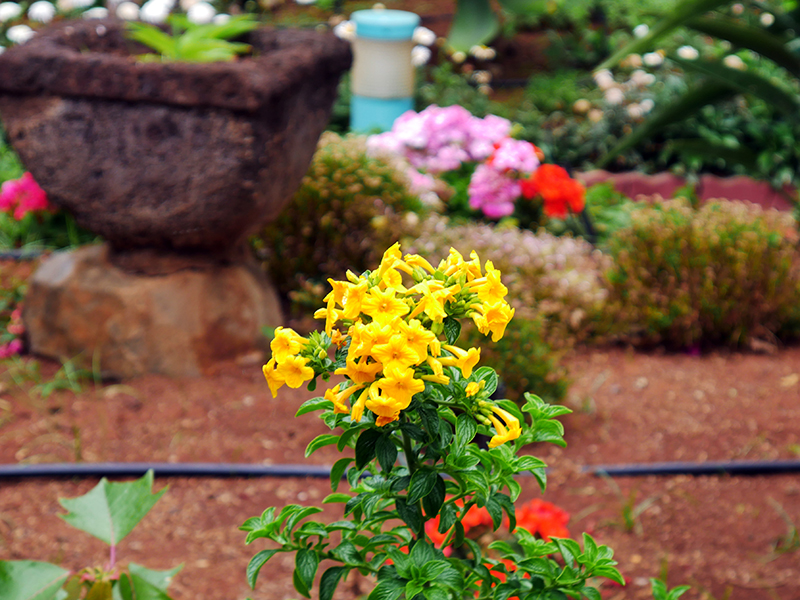 Quinta Splendida Hotel & Botanical Garden in CaniÃ§o
