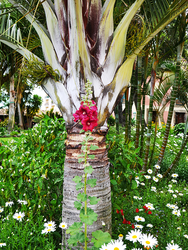 Quinta Splendida Hotel & Botanical Garden in CaniÃ§o
