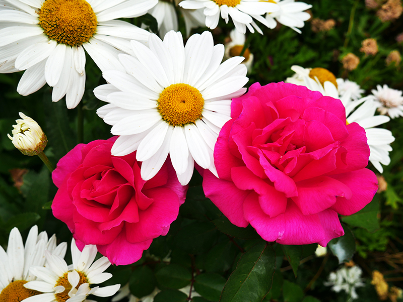 Quinta Splendida Hotel & Botanical Garden in CaniÃ§o
