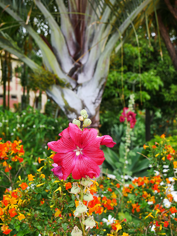 Quinta Splendida Hotel & Botanical Garden in CaniÃ§o
