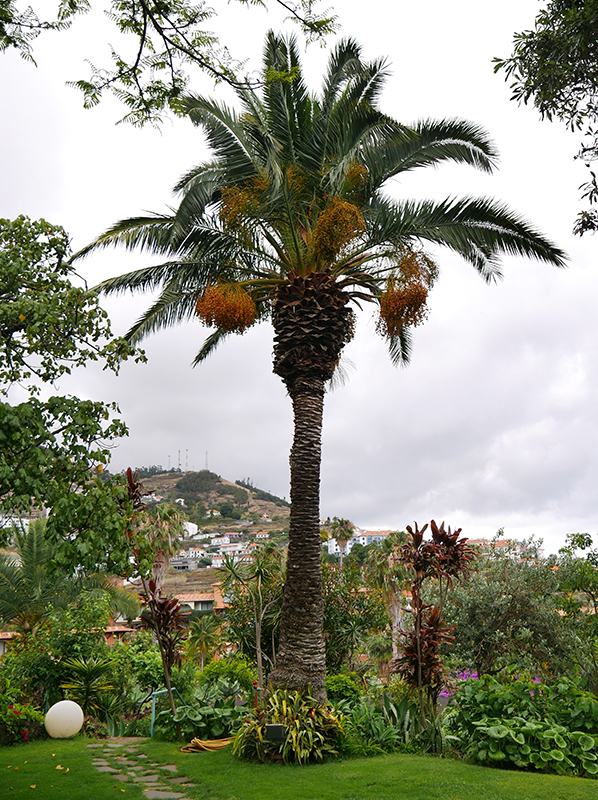 Quinta Splendida Hotel & Botanical Garden in CaniÃ§o
