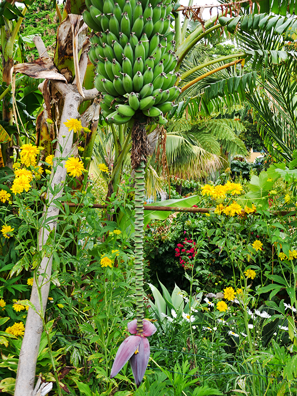 Quinta Splendida Hotel & Botanical Garden in CaniÃ§o
