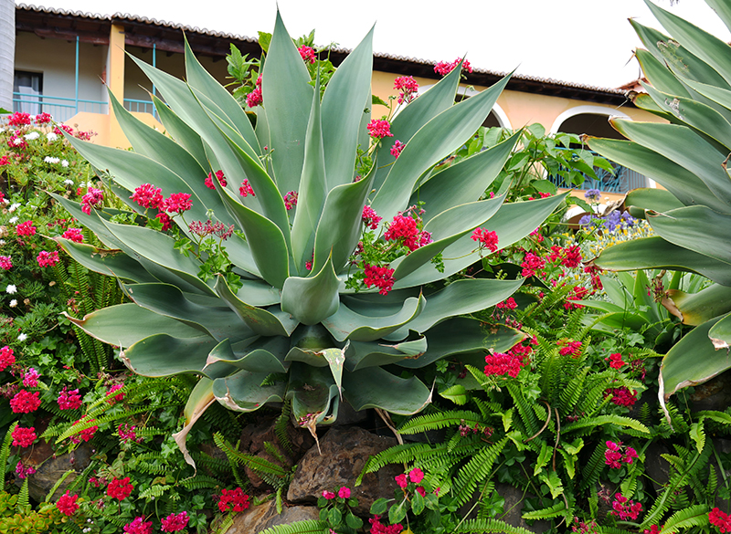 Quinta Splendida Hotel & Botanical Garden in CaniÃ§o
