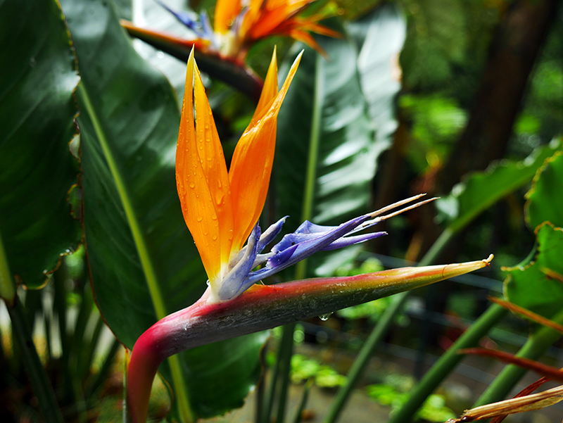 Im tropischen Garten "Jardim Tropical Monte Palace"
