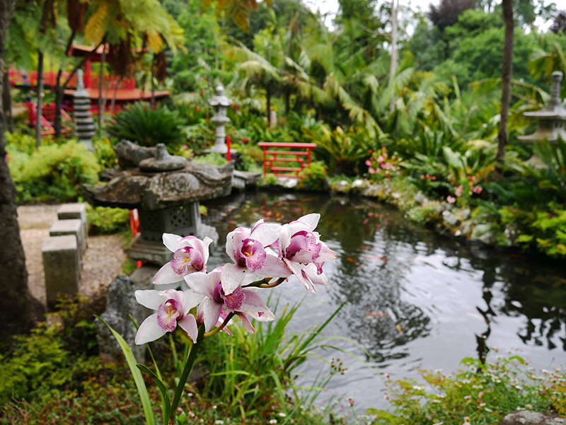 Im tropischen Garten "Jardim Tropical Monte Palace"
