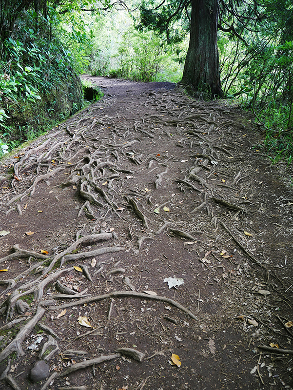 Levadawanderung "Caldeirao Verde"
