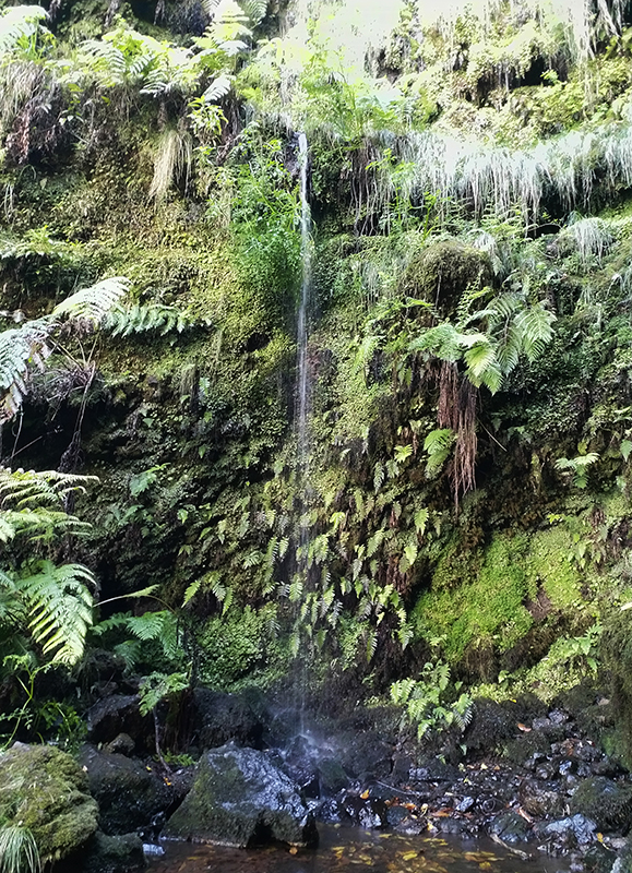 Levadawanderung "Caldeirao Verde"
