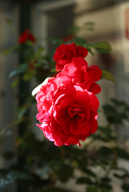 Rose in der BarfÃ¼ÃŸerstraÃŸe Marburg
