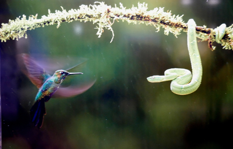 Kolibri und Schlange
