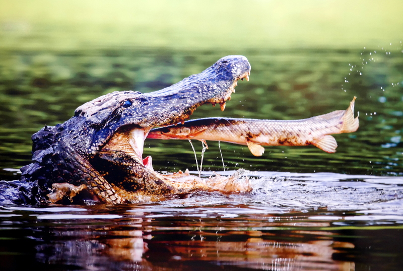 Krokodil frisst Fisch
