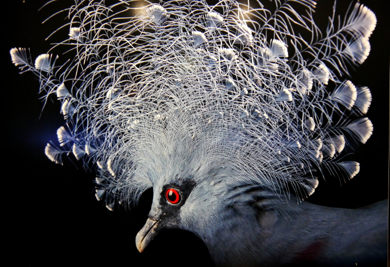 "GeschmÃ¼ckter" Vogel
