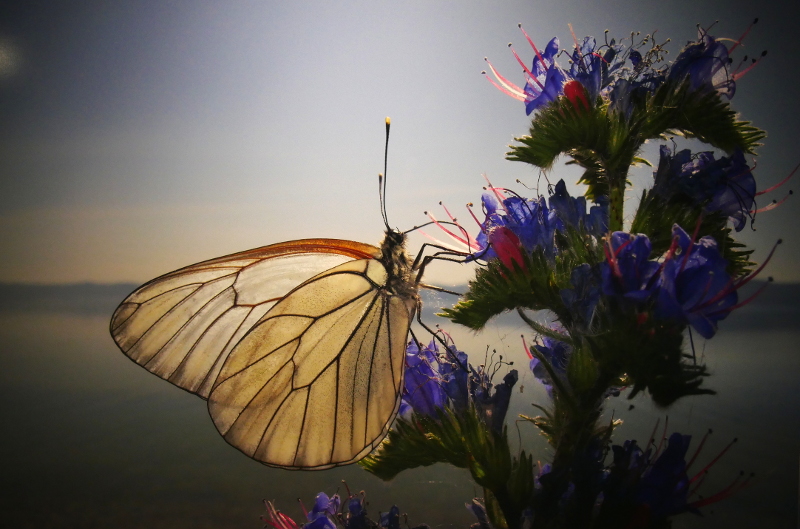 Schmetterling
