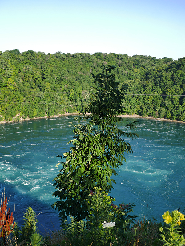 The Whirlpool
