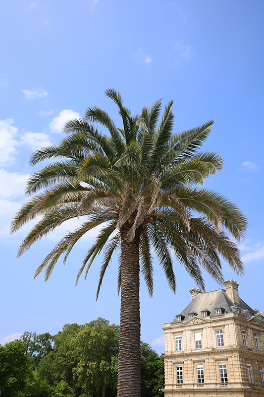 Palme am Palast Luxembourg
