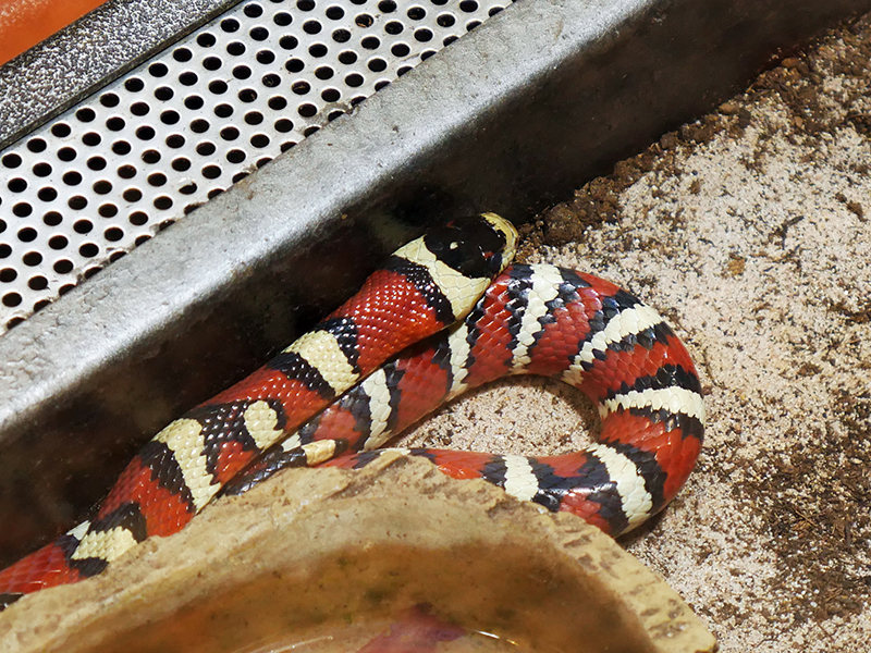 Arizona KÃ¶nigsnatter
