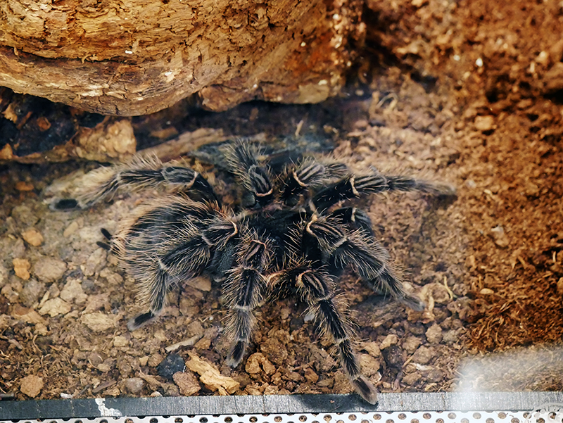 Schwarze Riesenvogelspinne
