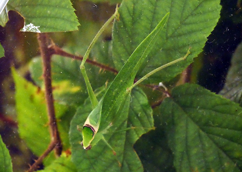 Teppichschrecke 
