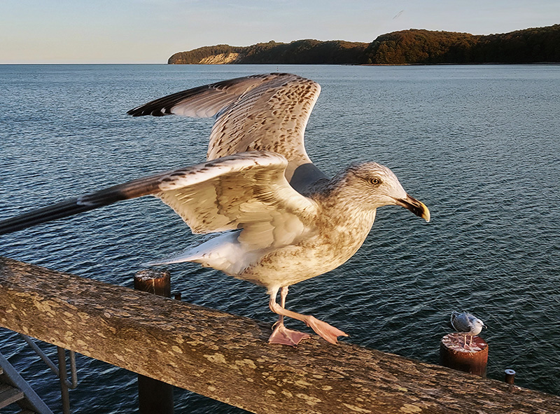 Eine Möwe kurz vor dem Start auf der Seebrücke Binz
