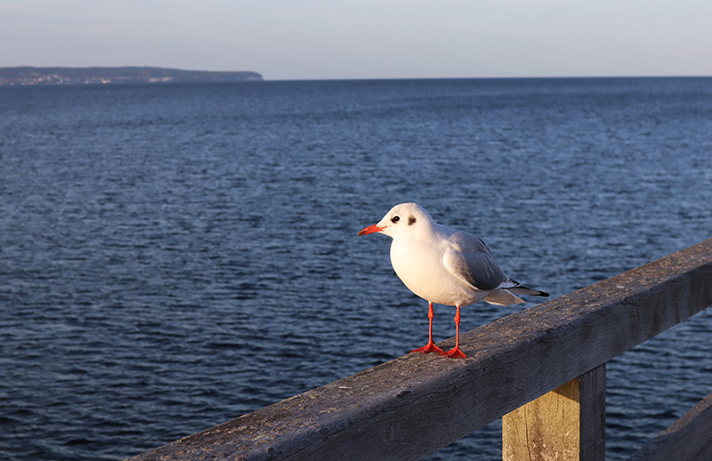 Eine Möwe auf der Seebrücke Binz
