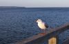 Filename=35.JPG
Filesize=155KiB
Dimensions=800x518
Date added=Oct 19, 2022 35.JPG