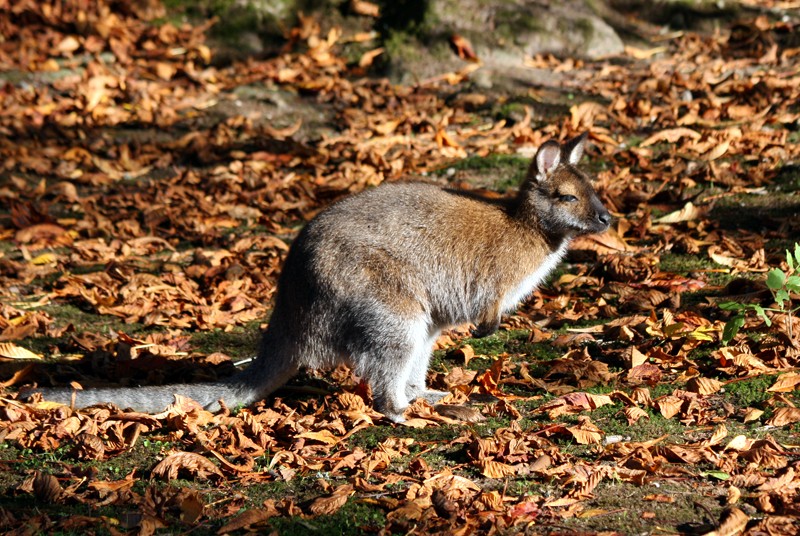 KÃ¤nguru
