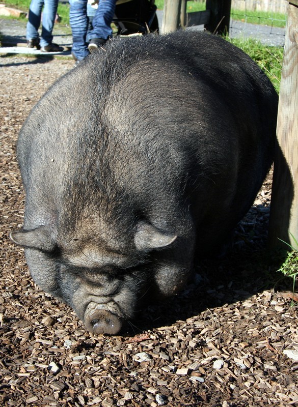 HÃ¤ngebauchschwein
