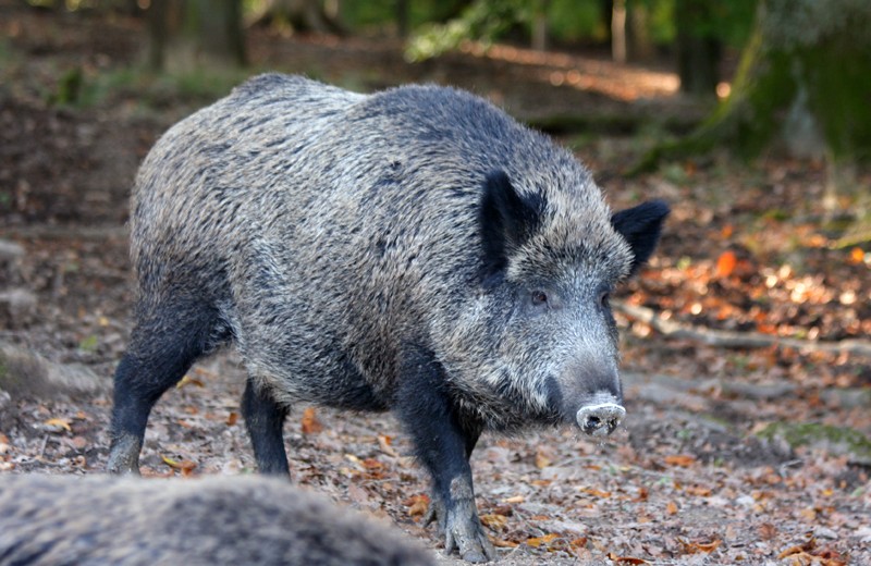 Wildschwein
