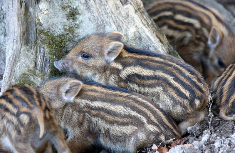 Wildschwein-Frischlinge
