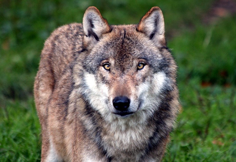 Alles im Blick - der Wolf 
