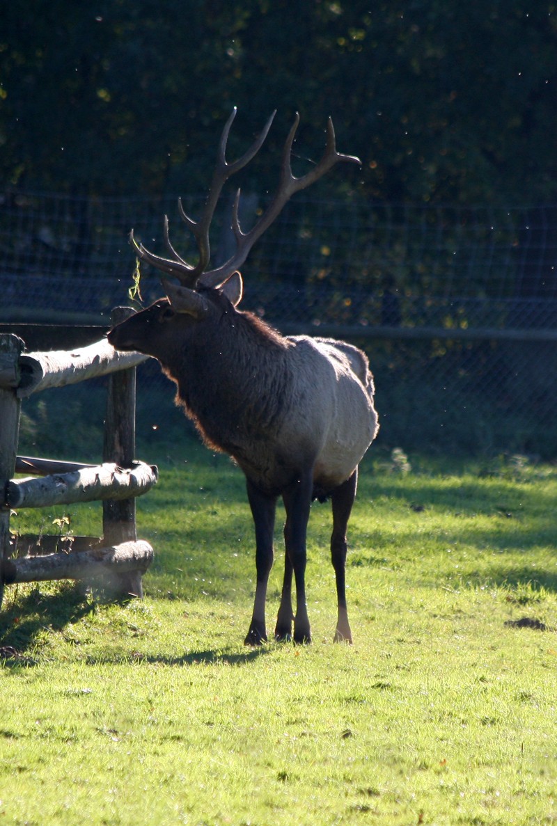 Der Herr des Waldes - Hirsch 
