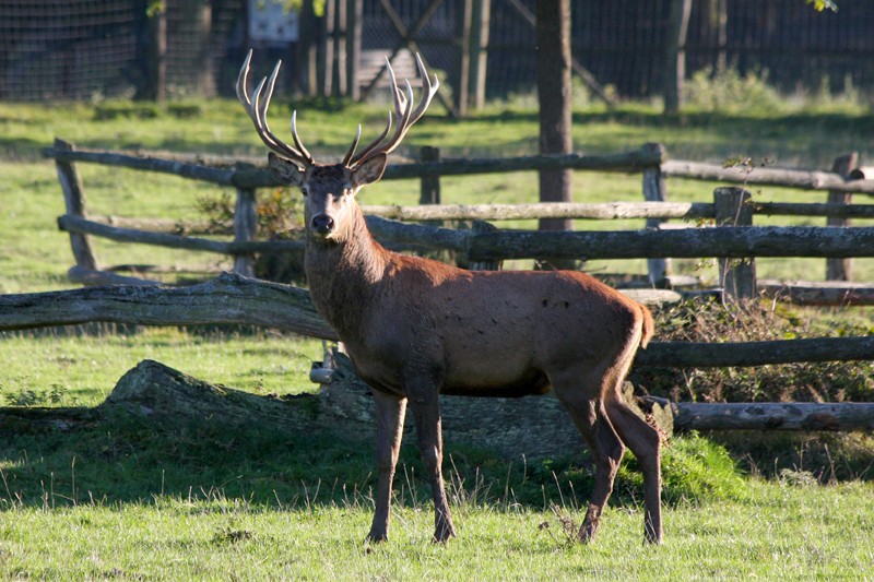 Stattlicher Hirsch
