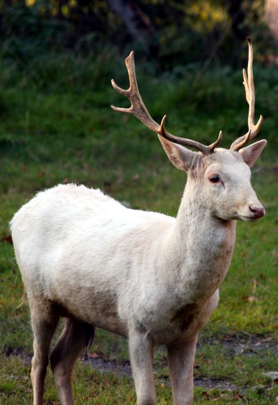 Weisser Hirsch
