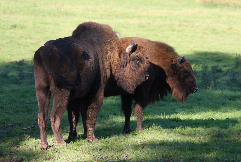 2 Bisons
