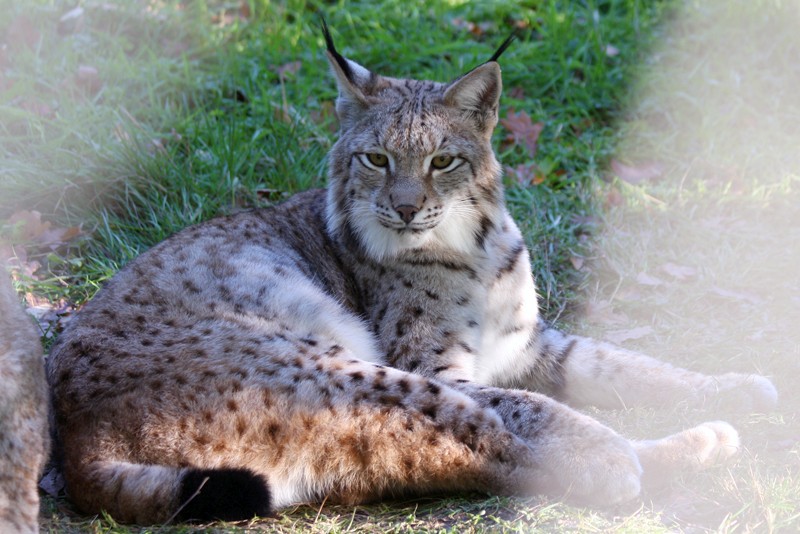 Luchs
