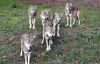 Filename=21.JPG
Filesize=228KiB
Dimensions=800x513
Date added=Nov 09, 2011 21.JPG