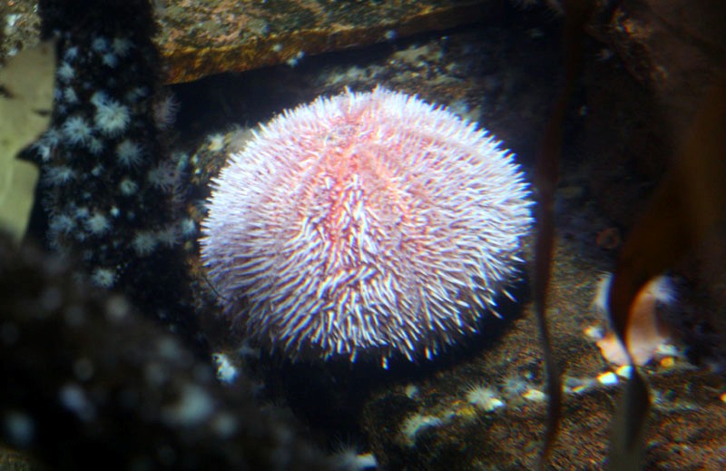 Seeigel im Sealife
