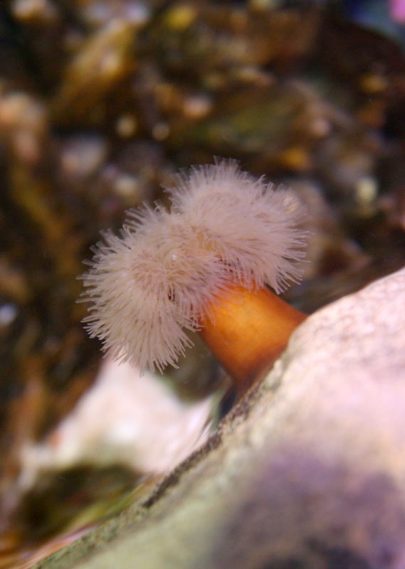 Annemone im Sealife
