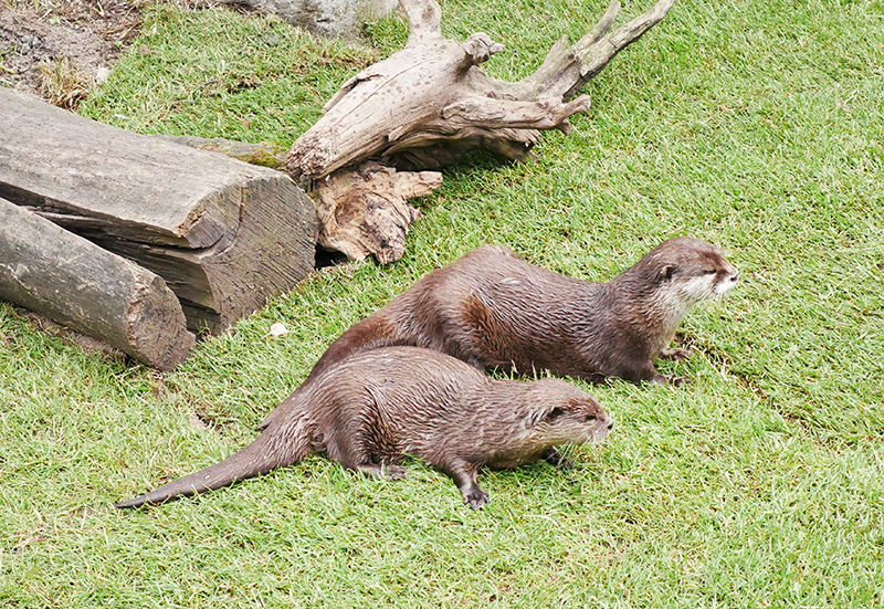 Otter
