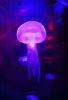 Filename=23.JPG
Filesize=369KiB
Dimensions=550x800
Date added=Jun 16, 2017 23.JPG