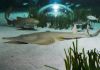 Filename=24.JPG
Filesize=458KiB
Dimensions=800x561
Date added=Jun 16, 2017 24.JPG