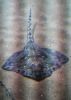 Filename=27.JPG
Filesize=486KiB
Dimensions=574x800
Date added=Jun 16, 2017 27.JPG