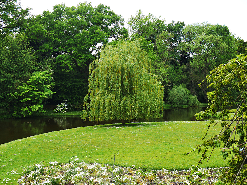 Baum auf Siebenbergen
