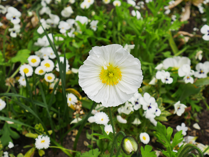 Blumen auf Siebenbergen
