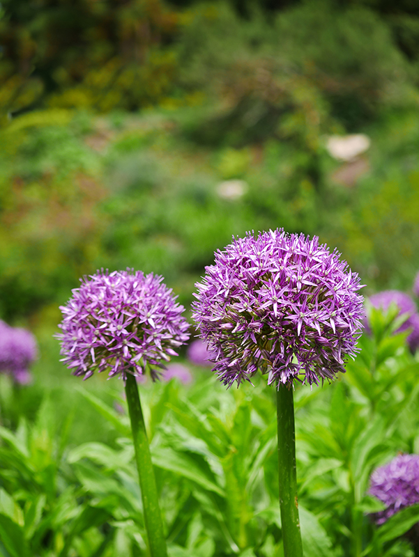 Blumen auf Siebenbergen
