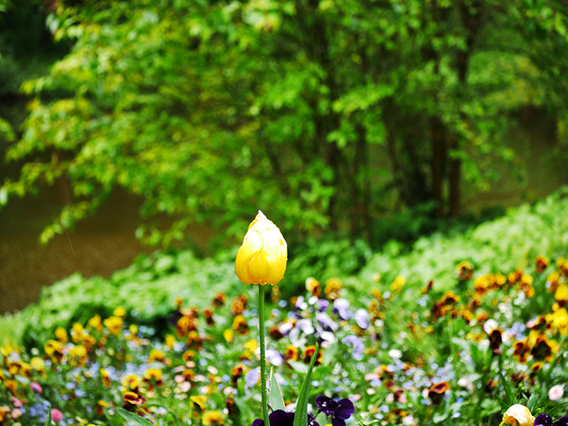 Blumen auf Siebenbergen
