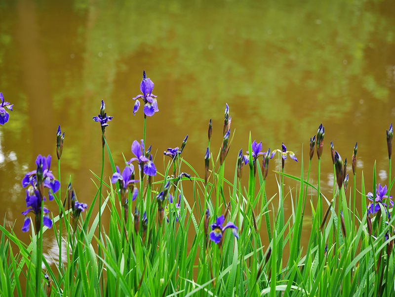 Blumen auf Siebenbergen
