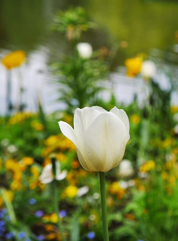 Blumen auf Siebenbergen
