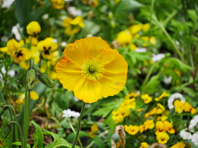 Blumen auf Siebenbergen
