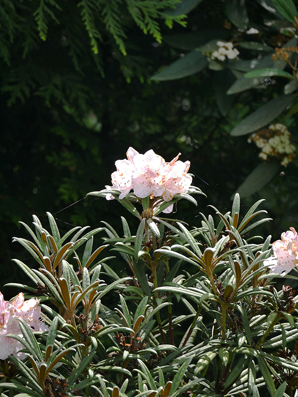 Blumen auf Siebenbergen
