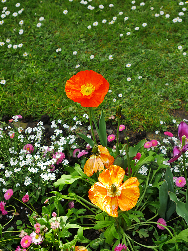 Blumen auf Siebenbergen
